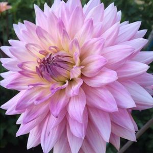 Meet your Posher, Stacey